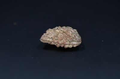 Natural 1 Mukhi Rudraks-3.78 Gms Weight-Origin-India