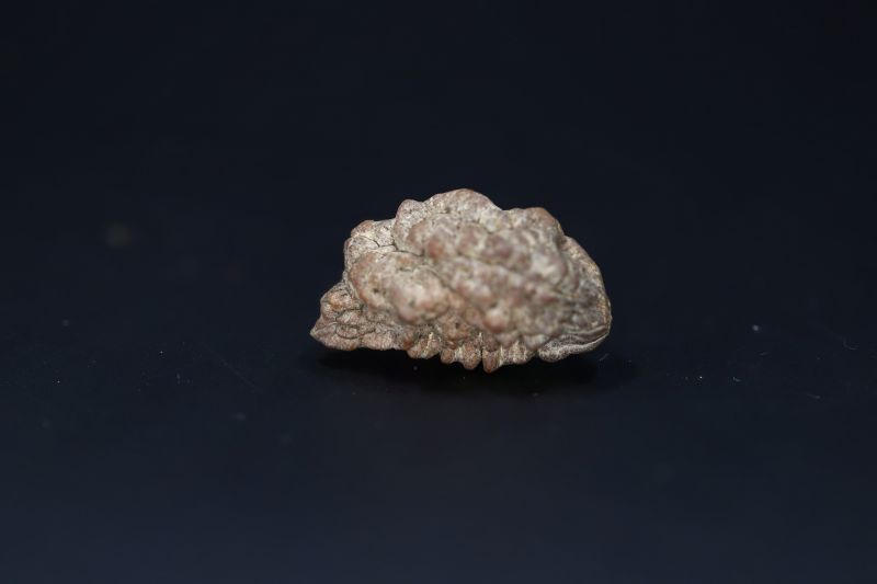 Natural 1 Mukhi Rudraks-3.78 Gms Weight-Origin-India