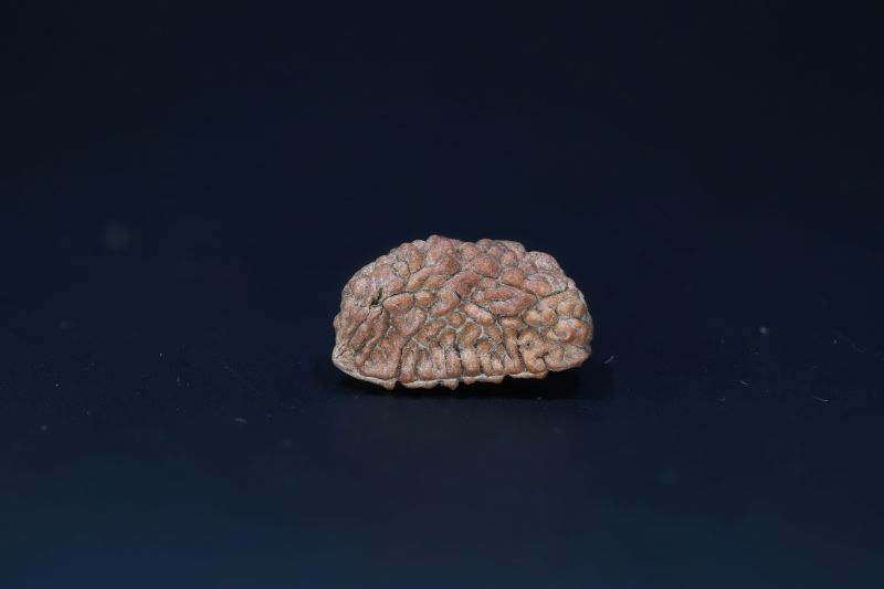Natural 1 Mukhi Rudraks-2.48 Gms Weight-Origin-India