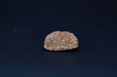 Natural 1 Mukhi Rudraks-2.48 Gms Weight-Origin-India