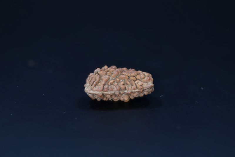 Natural 1 Mukhi Rudraks-2.48 Gms Weight-Origin-India