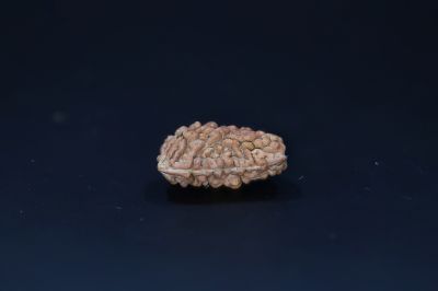 Natural 1 Mukhi Rudraks-2.48 Gms Weight-Origin-India