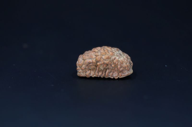 Natural 1 Mukhi Rudraks-2.48 Gms Weight-Origin-India