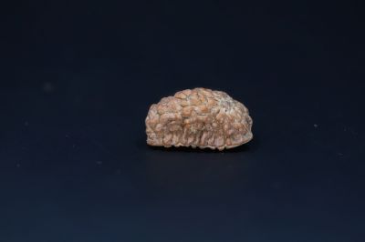 Natural 1 Mukhi Rudraks-2.48 Gms Weight-Origin-India