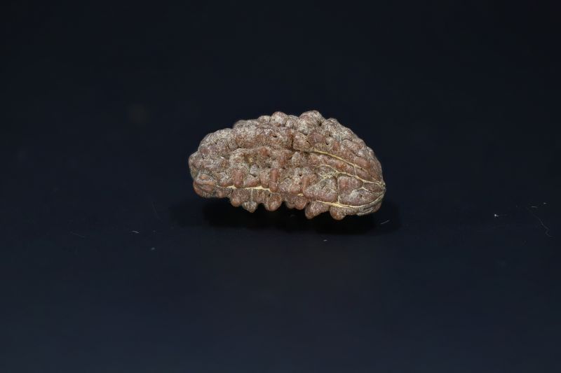 Natural 1 Mukhi Rudraks-4.19 Gms Weight-Origin-India