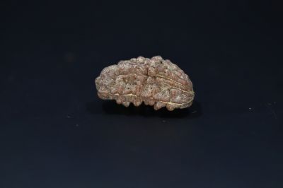 Natural 1 Mukhi Rudraks-4.19 Gms Weight-Origin-India