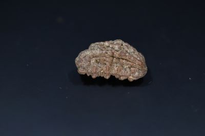 Natural 1 Mukhi Rudraks-4.19 Gms Weight-Origin-India