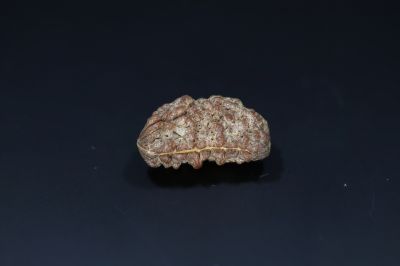 Natural 1 Mukhi Rudraks-3.84 Gms Weight-Origin-India