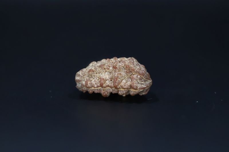 Natural 1 Mukhi Rudraks-3.84 Gms Weight-Origin-India