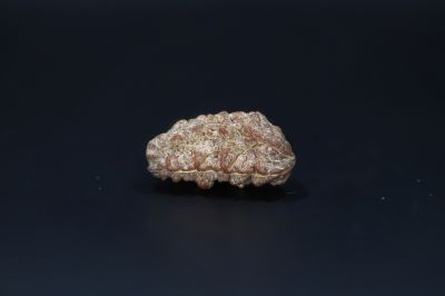 Natural 1 Mukhi Rudraks-3.84 Gms Weight-Origin-India