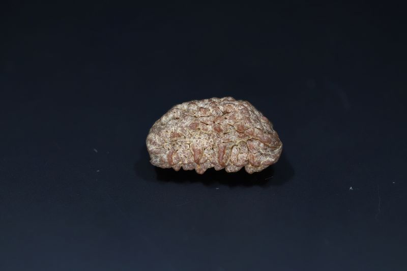 Natural 1 Mukhi Rudraks-3.84 Gms Weight-Origin-India