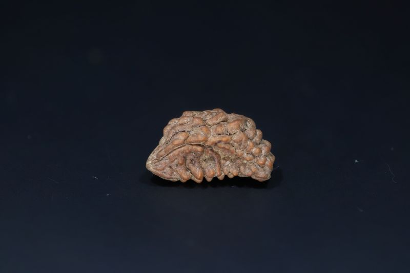 Natural 1 Mukhi Rudraks-2.55 Gms Weight-Origin-India