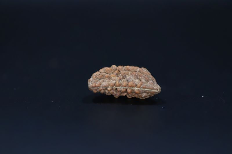 Natural 1 Mukhi Rudraks-2.55 Gms Weight-Origin-India