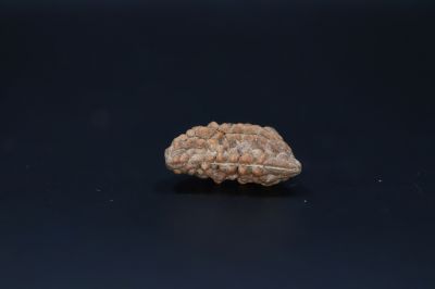 Natural 1 Mukhi Rudraks-2.55 Gms Weight-Origin-India