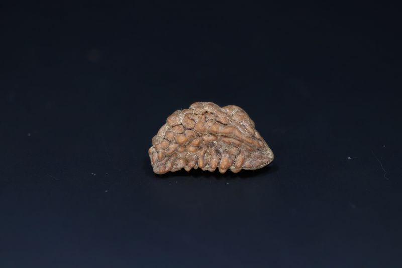 Natural 1 Mukhi Rudraks-2.55 Gms Weight-Origin-India